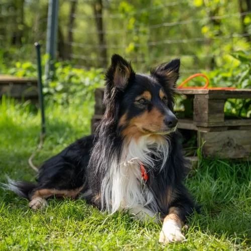 Hundeschule-Hadamar-2024-26